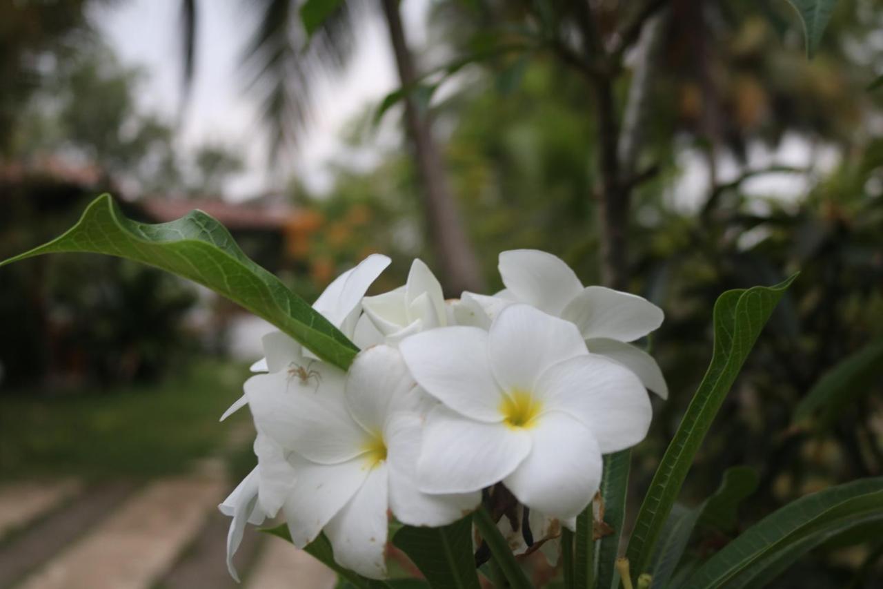Coconut Island Villa Tangalle Exterior photo